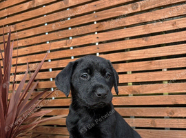 KC REGISTERED LABRADORS