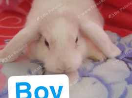 Mini lop