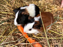 Baby Guineapigs
