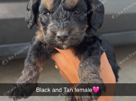 Last 4 cockapoo puppies