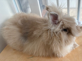 Gorgeous Lionhead boy