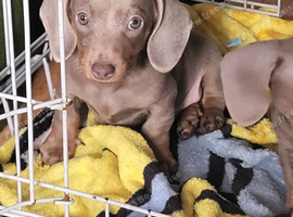 Dachshund isabella puppy for sale