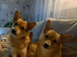 &ldquo;Two Friendly Dogs Available for Rehoming &ndash; 3 Years Old&rdquo;