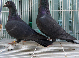 Racing pigeons