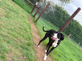 Beautiful KC Reg 16-Month F Mantle Great Dane
