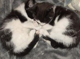 Mixed ragdoll kittens