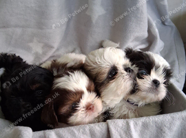 Imperial dobie shih tzu