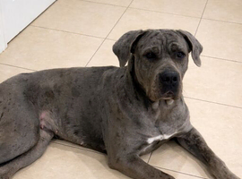 2 year old merle female cane corso