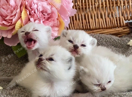BEAUTIFUL PURE BRED BSH TEDDY BEARS RARE SEAL LYNX