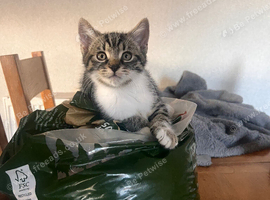 Ragdoll/russian blue mixed kittens