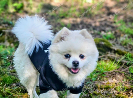 KC reg Pomeranian
