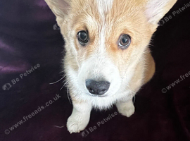 Welsh Pembrokeshire corgi pups