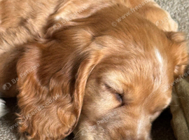 Beautiful Sprocker Spaniel puppies from loving family home.