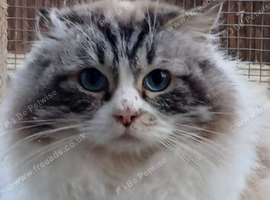 Ragdoll Cat