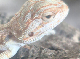 Stunning Baby Bearded Dragons &ndash; High-Contrast Hypo Morphs (Het Zero)