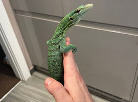 Stunning Female green tree monitor  3 years old