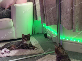 I need this cat rehome ASAP