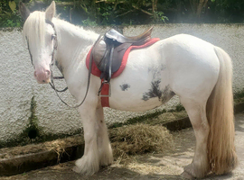 ️ Serena ️ 4 year old, 12hh Mini Cob Riding Mare  Serena has the kindest of nature's, always wanting to please and loves people big and small. In the