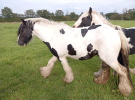 Black and white cob 14hands  galiledin
