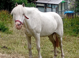 Few spot mare in foal (Project or Broodmare)