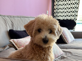 Maltipoo Puppy 11month