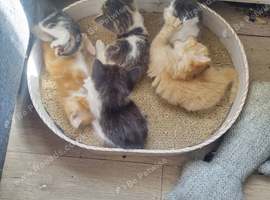 Kittens