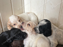 Beautiful Litter of Working Cocker Spaniels