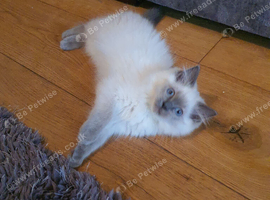 Beautiful GCCF Registered Blue Point Ragdoll Kitten.