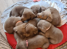 LABRADOR RETRIEVER (SILVER) FULL KC REG READY TO GO 15TH MAY