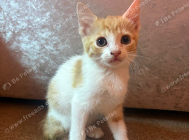 Beautiful boy looking for forever home