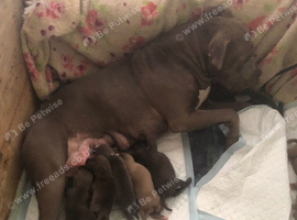 Male 12 week staffy pup