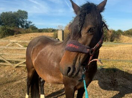 13/13.2 4yr old NF mare