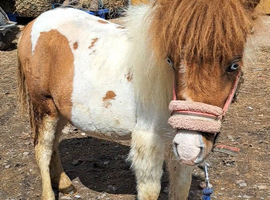 Registered yearling colt