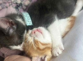 Kittens