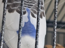 2 young male budgies for sale