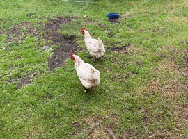 Free chickens to good home