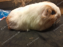 Baby guinea pigs availa&sup2;ble