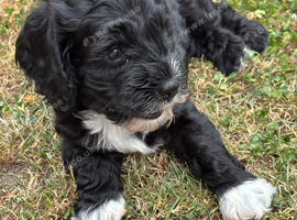 Ready to leave Friday 3 beautiful girl cockapoo puppy left