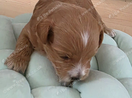 Asian maltipoo small