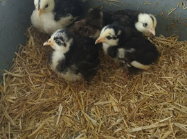 Pekin chicks