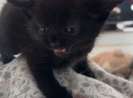 Beautiful black little girl