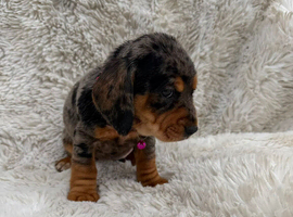 Beautiful litter of docker puppies Merle dapple