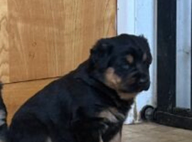 GORGOUES ROTTWEILER PUPPIES