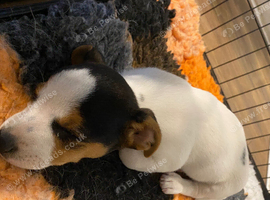 Miniature Jack Russell x chihuahua male pup