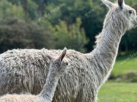 Suri Alpaca Family for sale