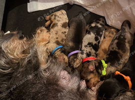 Miniature Wirehaired Dachshund Puppies. KC Reg.