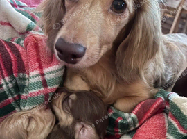Puppies for sale