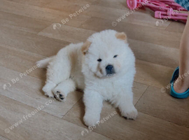 KC Registered Champion Bloodline Chow Chow Boy