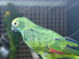 Blue fronted amazon