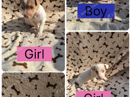 Stunning jack Russell puppies